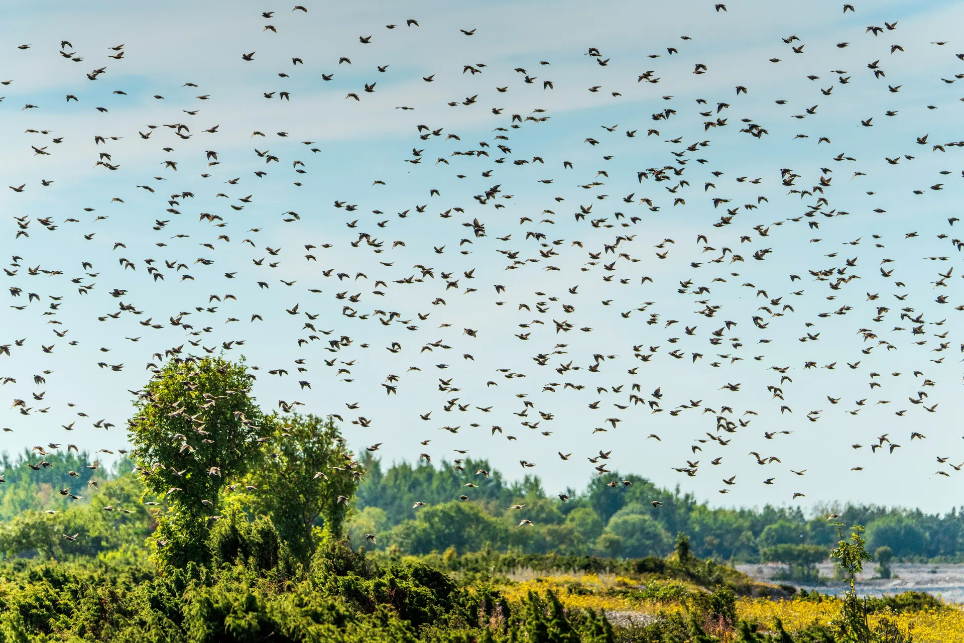Golden English heathland and coastal reserve route for slow safari travel