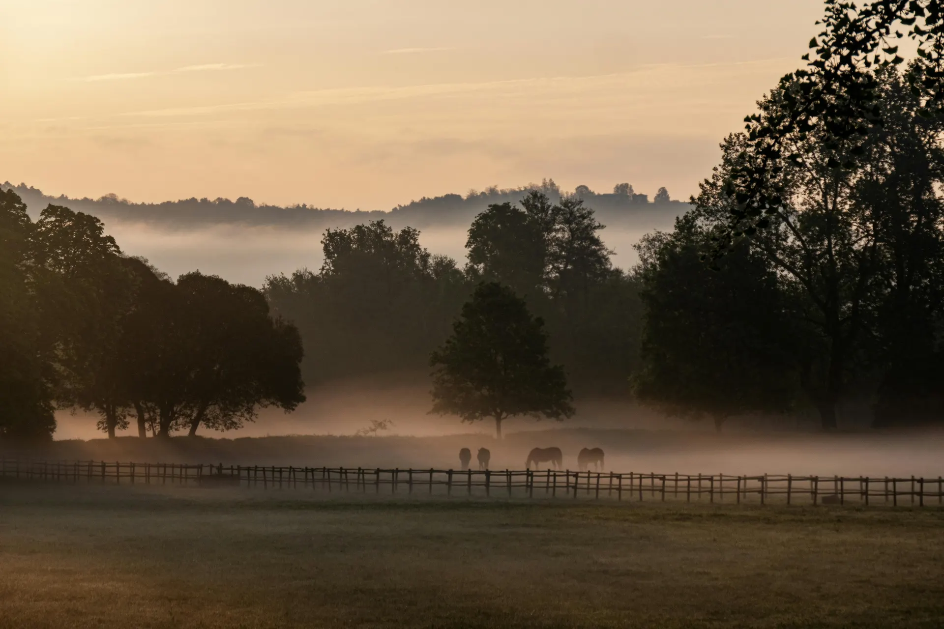 New Forest ponies and deer at sunrise on a guided English safari route