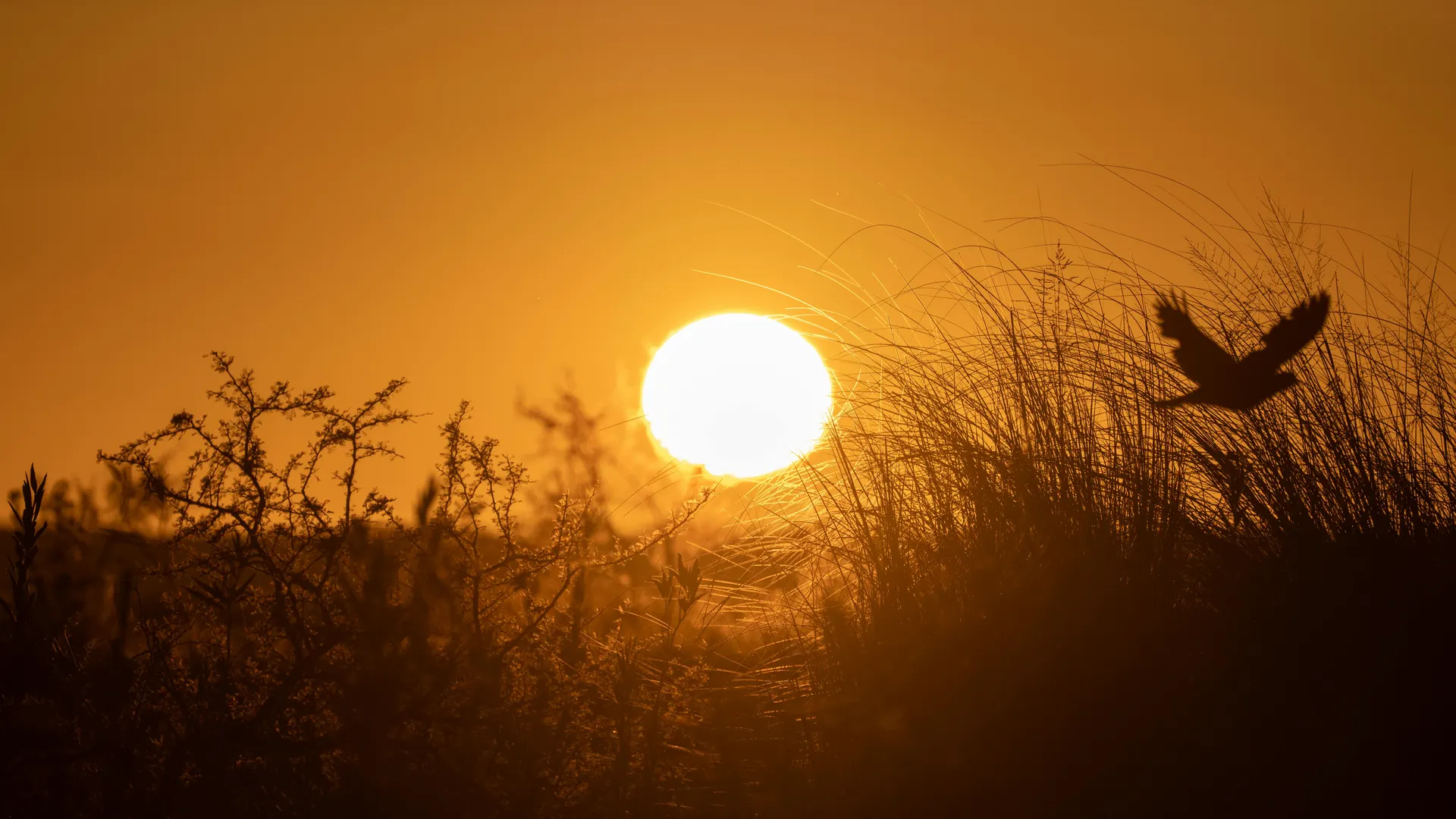 Seal colony viewing route along the Norfolk Coast at golden hour