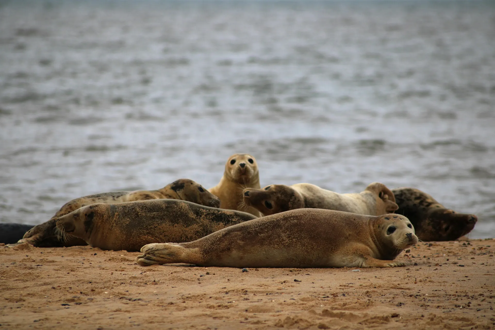 Norfolk coastline wildlife route with binoculars and distant seal colony