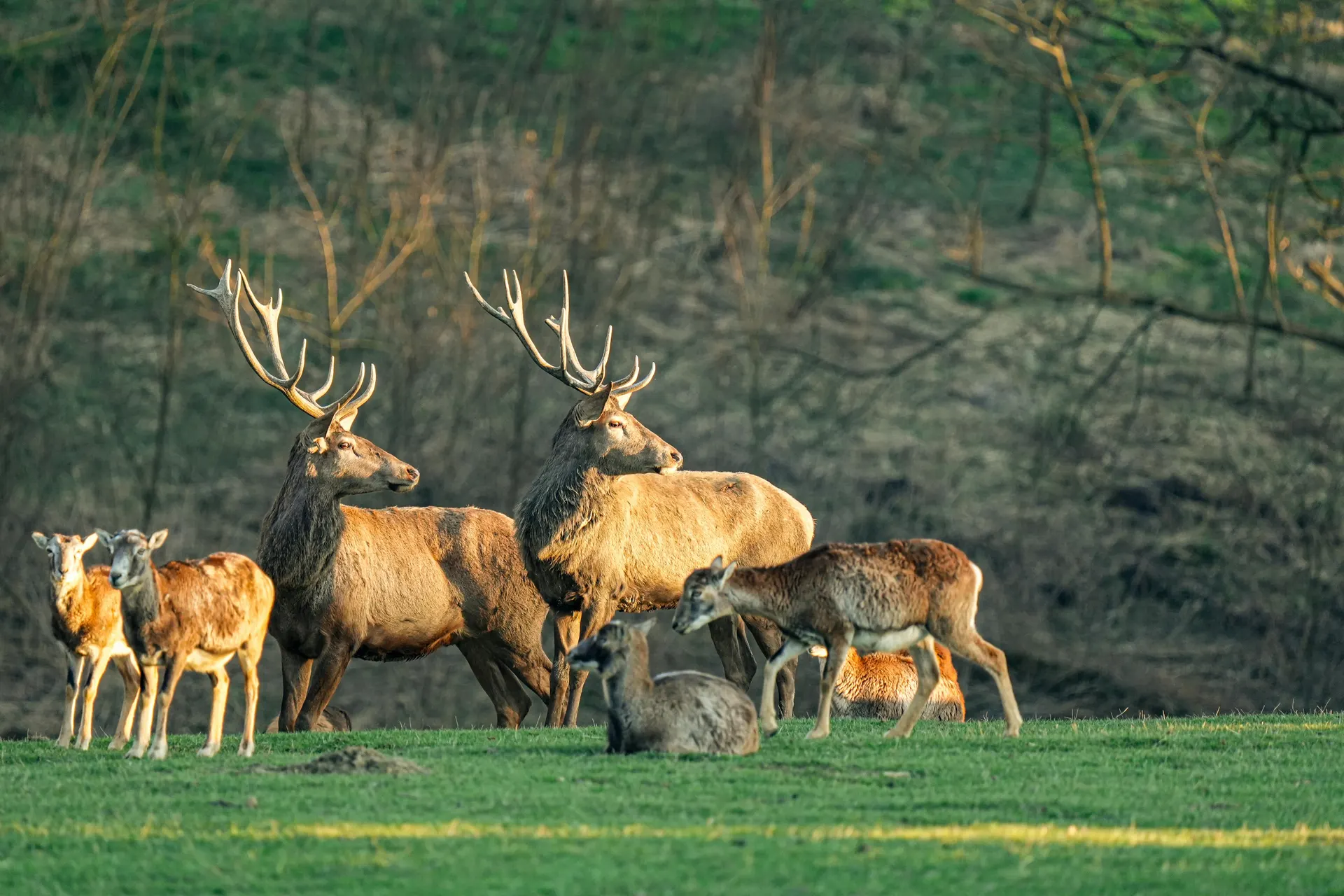 Golden deer park landscape in England with open grassland and old oaks